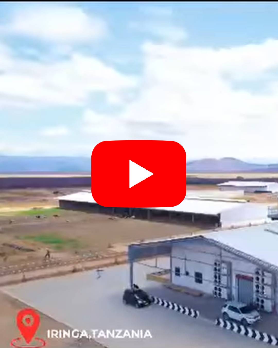 Delivering Holstein Cows