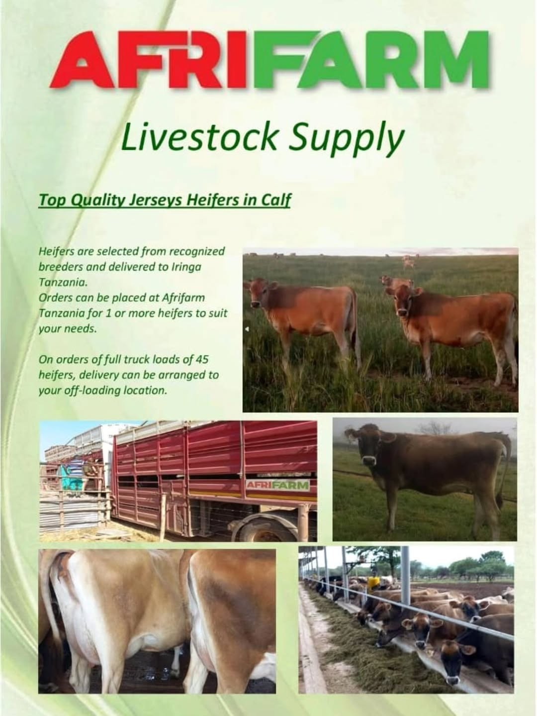 Unlock stronger, healthier and higher-yielding dairy cow