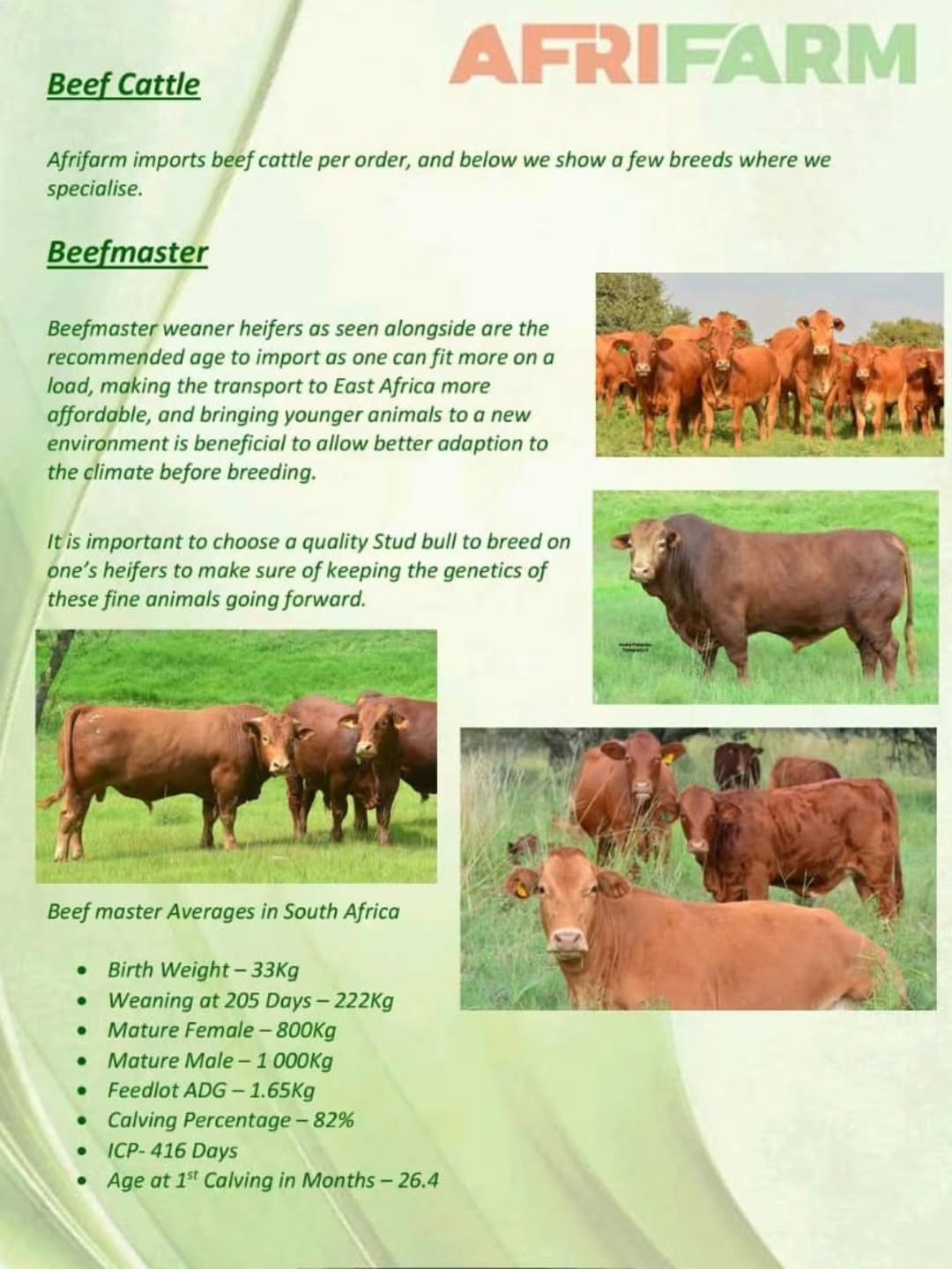 Premium Beef Cattle Imports