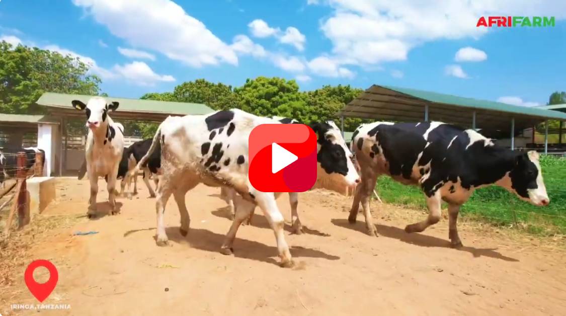 Premium Nutrition with Holstein Cows